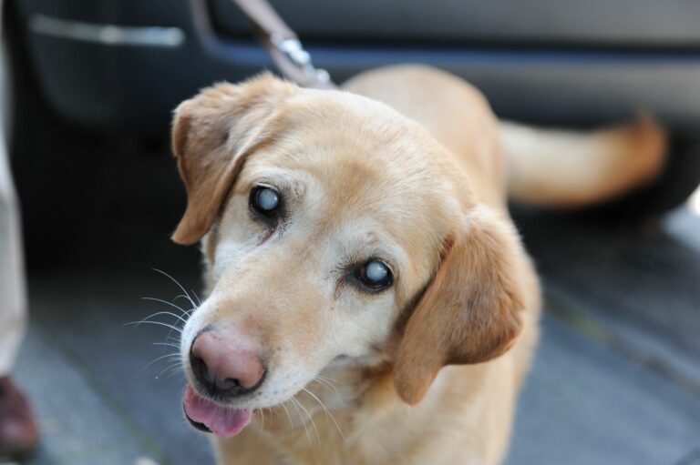 Un chien atteint de cécité