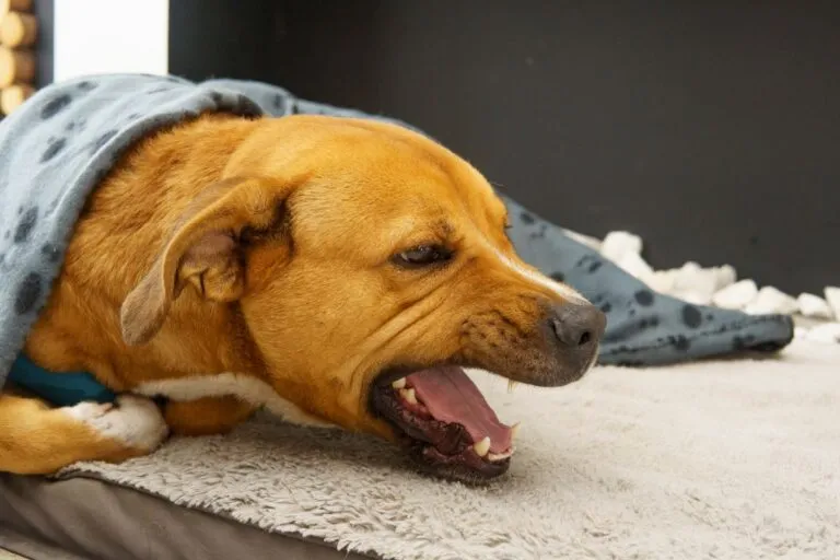 chien en détresse respiratoire car il a des vers pulmonaires