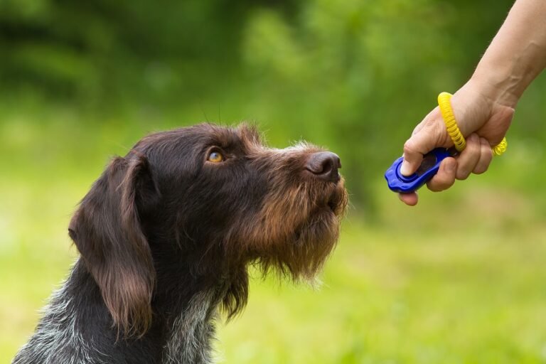 Clicker pour chien