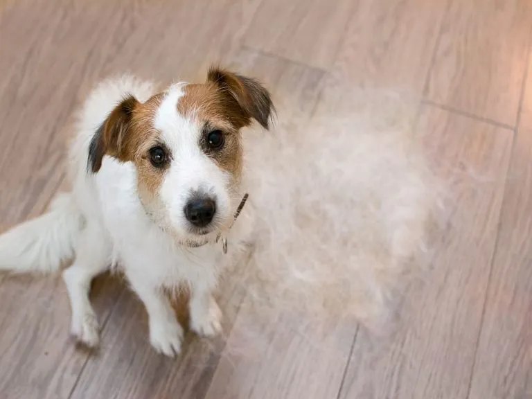La perte de poils chez le chien.