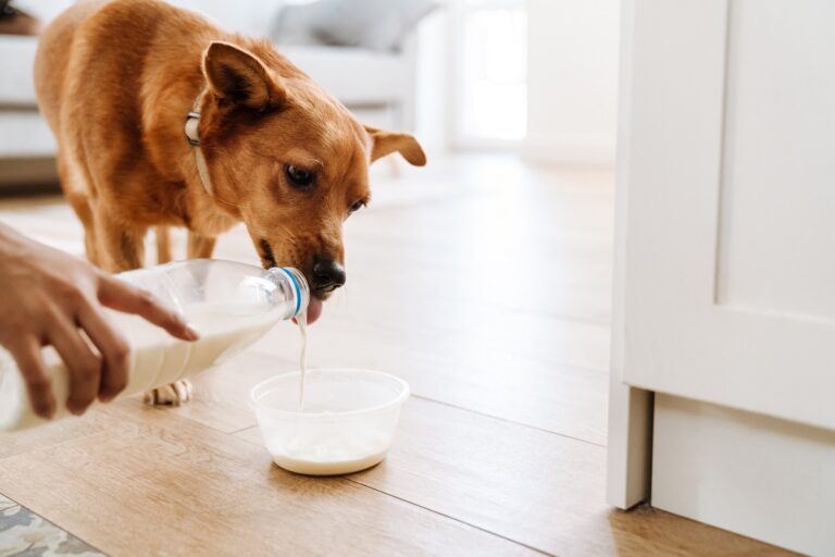 Un bol de lait pour le chien