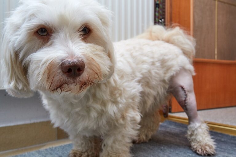 chien havanais sortant d'une opérartion pour traiter la luxation de la rotule