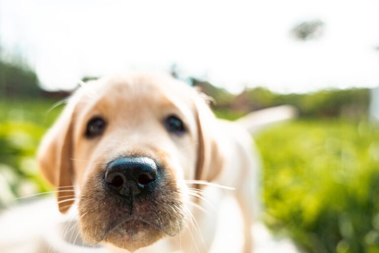 Une truffe de chien vue de près