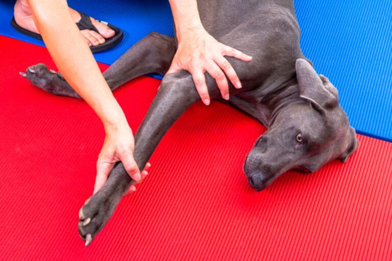 Une séance d'ostéopathie canine