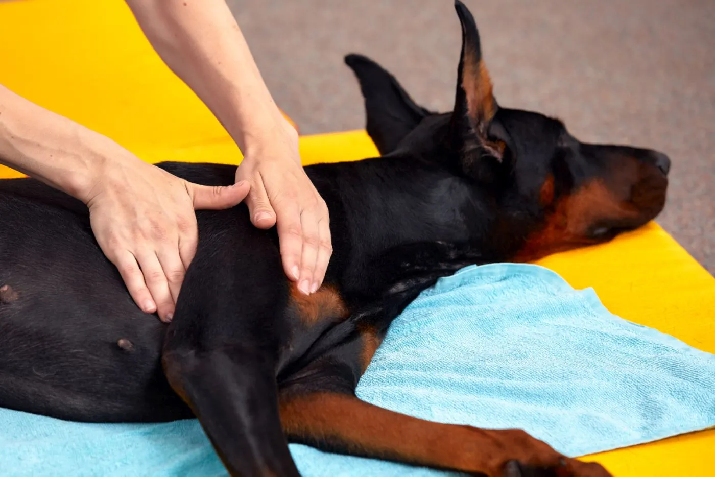Un chien allongé chez l'ostéopathe