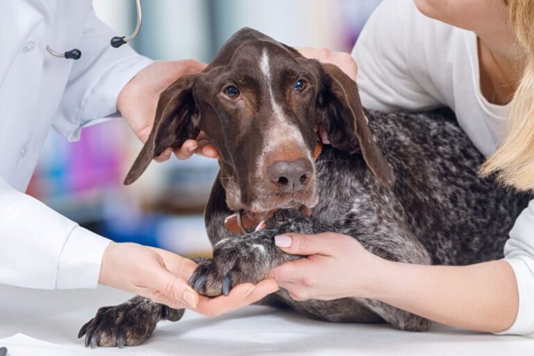 visite vétérinaire chien