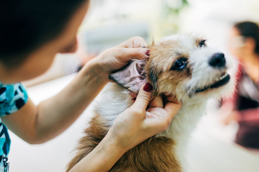 Un chien qui a l'habitude de se faire examiner ne craint pas les visites chez le vétérinaire