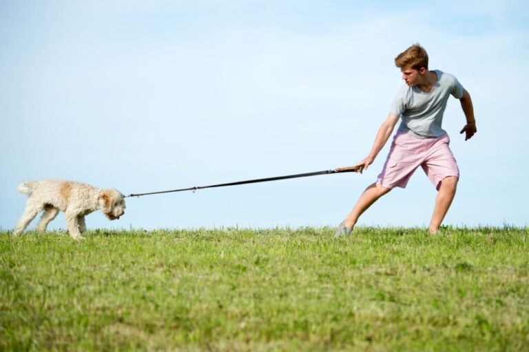 Un chien en laisse refuse d'avancer.