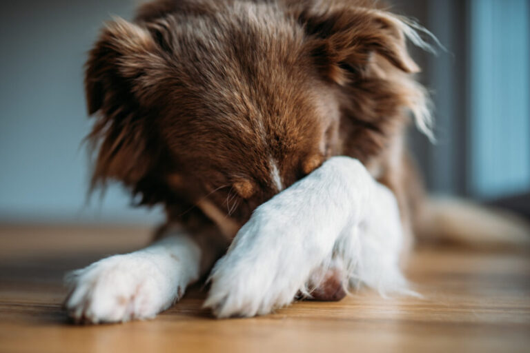 Chien qui a peur des feux d'artifices