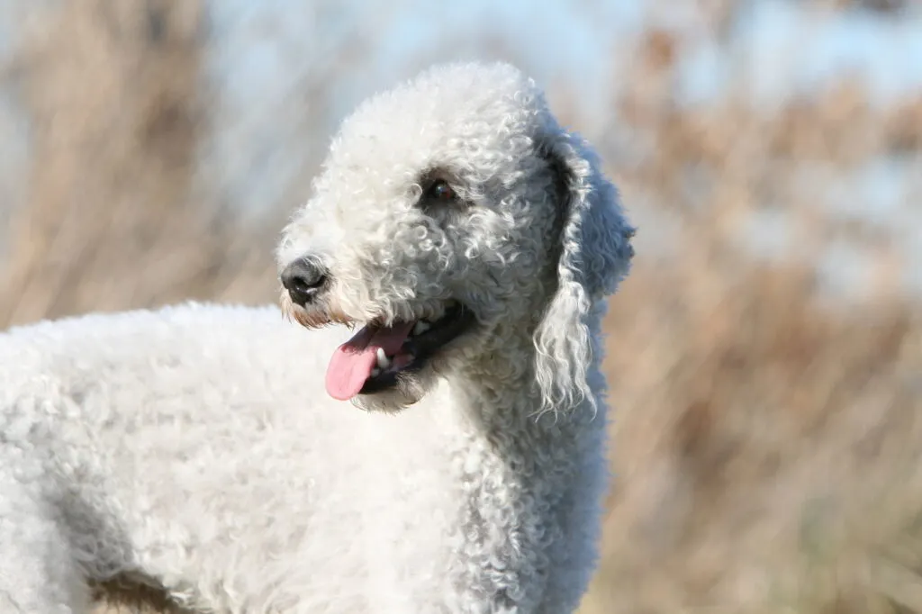 Un chien Bedlington Terrier dans un champ chien affectueux