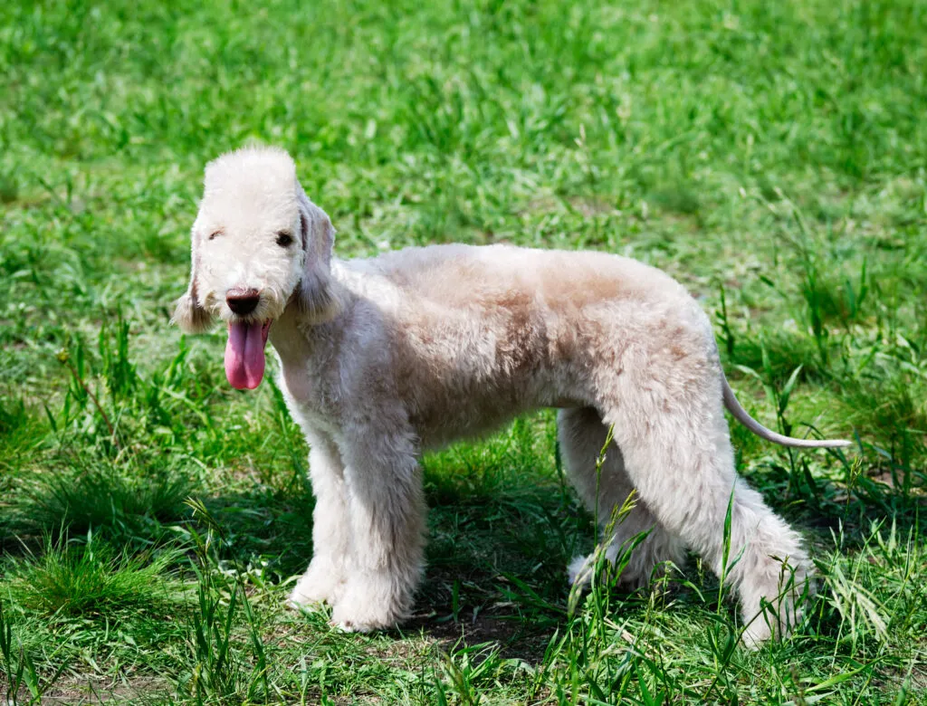 Un chien de race Bedlington Terrier dans l’herbe bedlington terrier calme