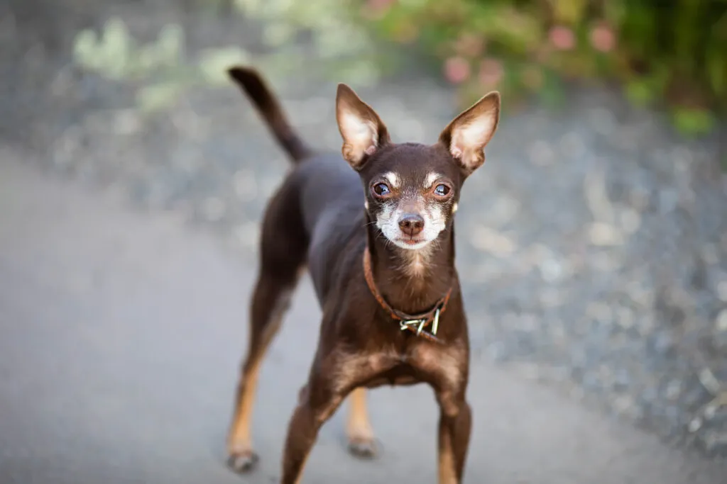 Mini Toy Terrier russe portant un collier en promenade russkiy toy terrier russe