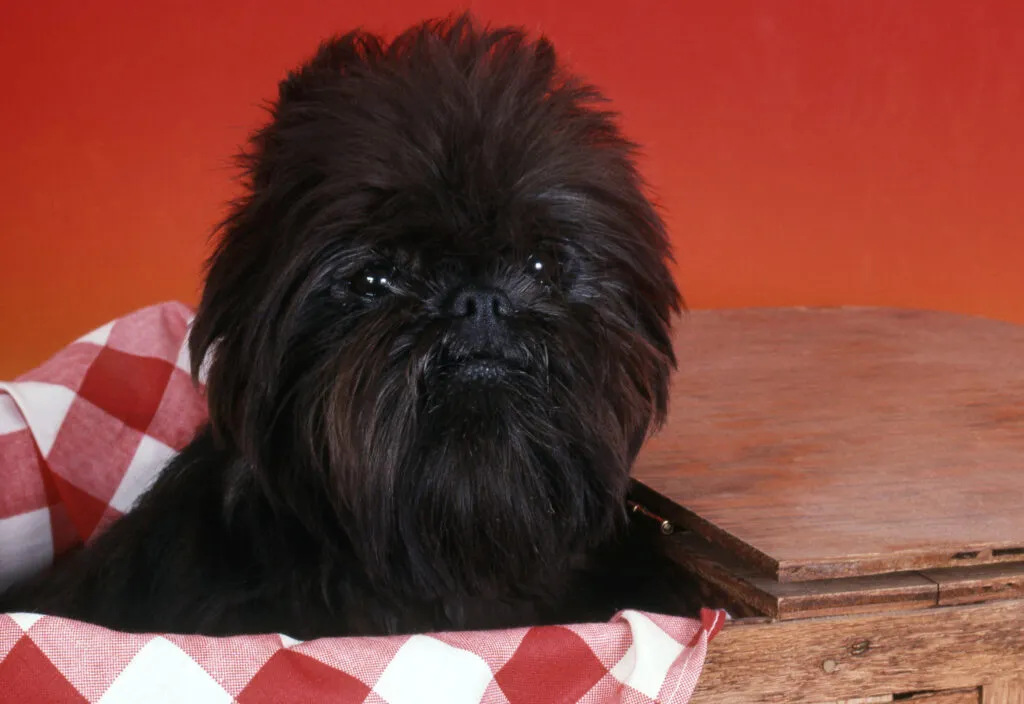 Un Affenpinscher noir dans un panier chiot affenpinscher noir