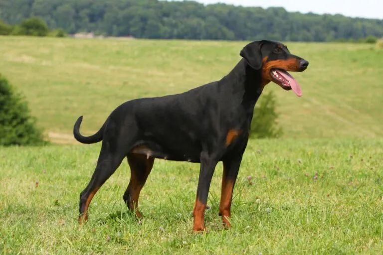 Un joli dobermann sur l’herbe dobermann