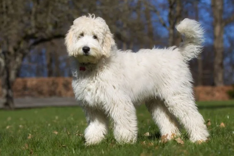 Un chien Labradoodle en plein air dans la nature labradoodle blanc