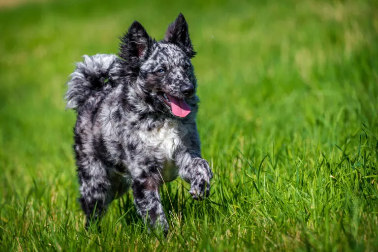 Un Mudi qui s’amuse dans l’herbe mudi