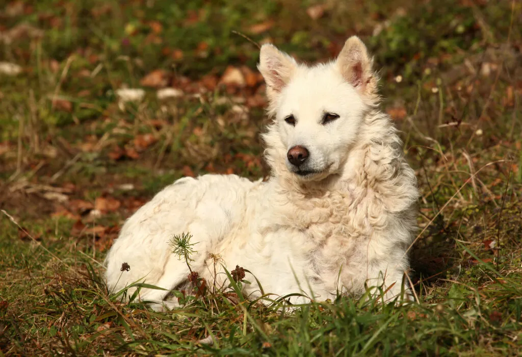 Un mudi allongé sur l’herbe mudi blanc
