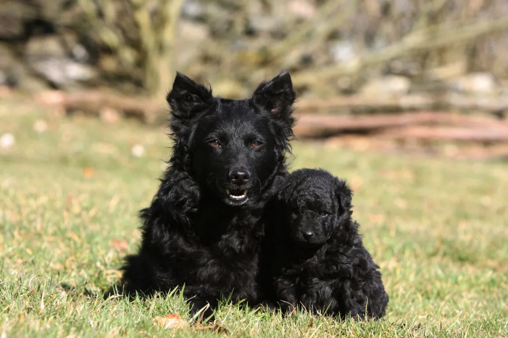 Un joli mudi noir à l’extérieur mudi chien noir