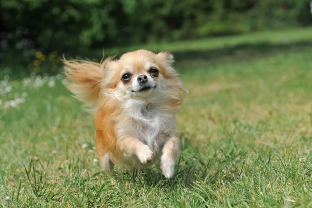race de petit chien populaire