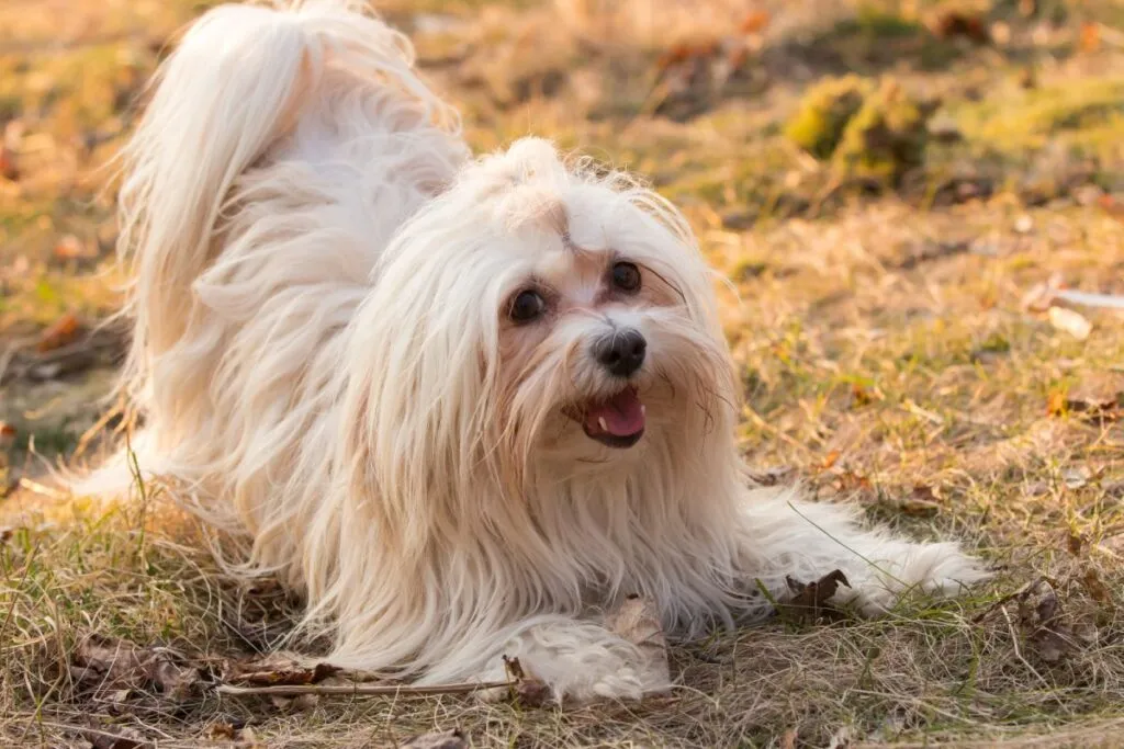 race de chien populaire en France