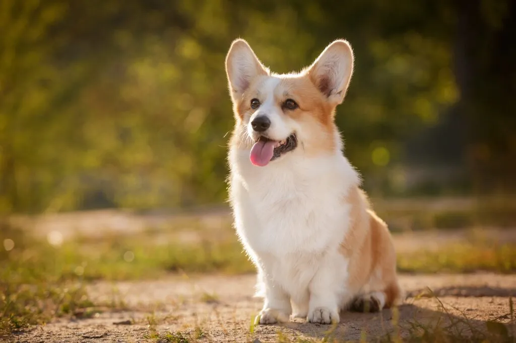 Welsh Corgi Pembroke