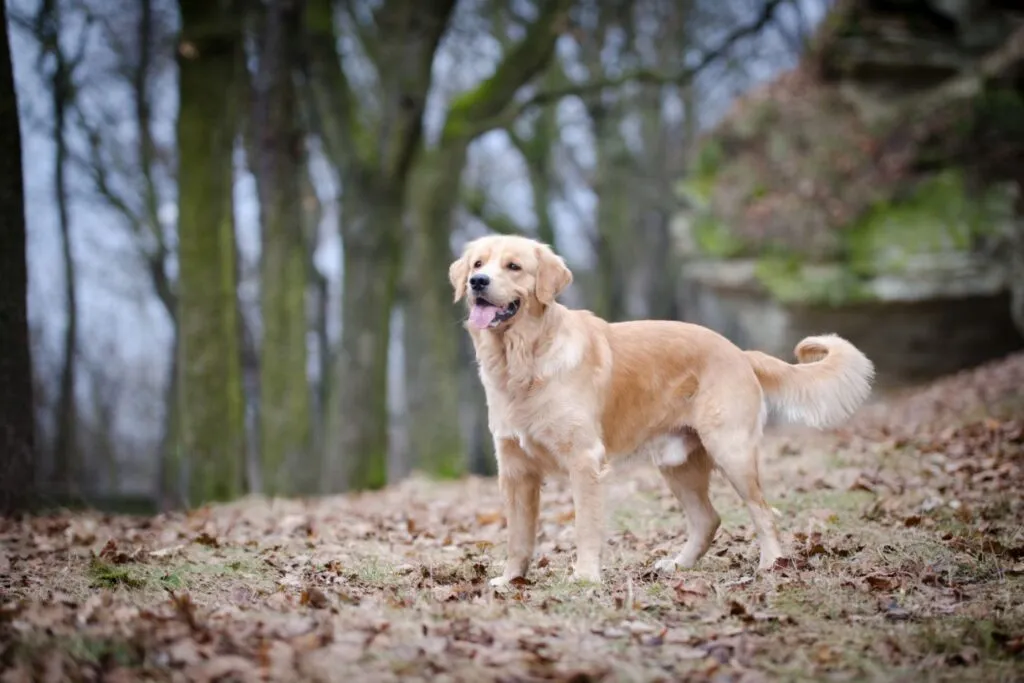 golden retriever