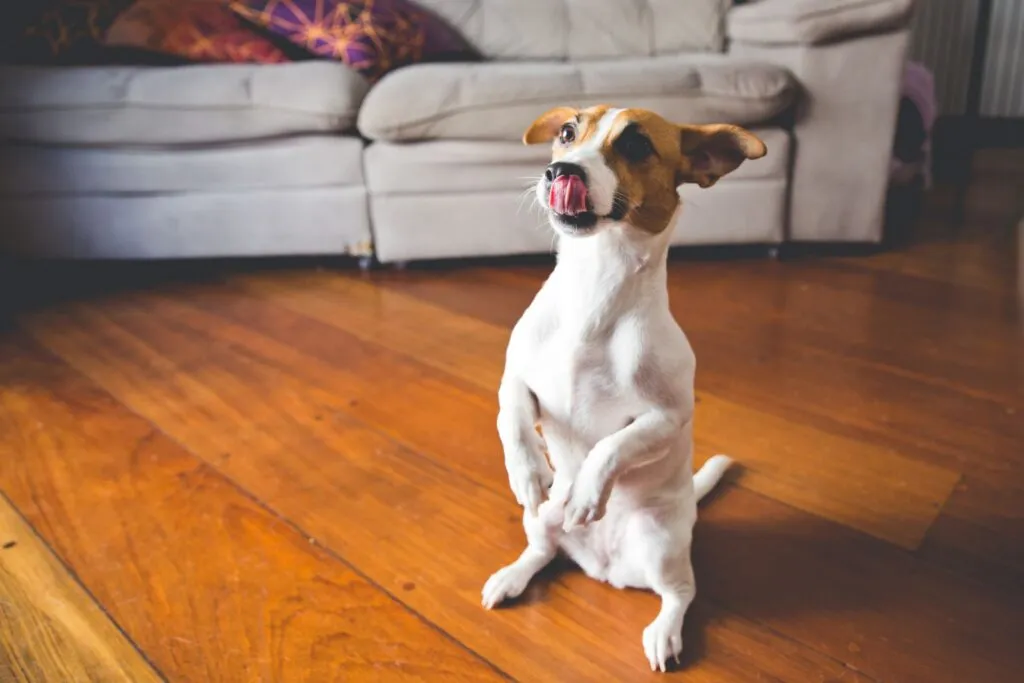 jack russell terrier