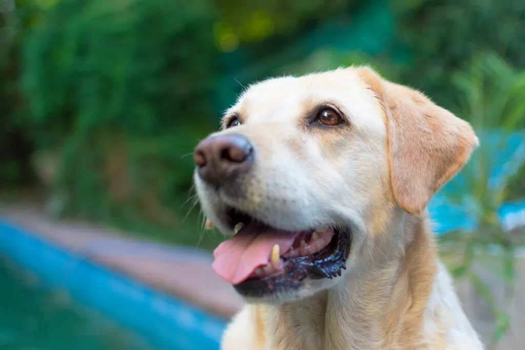 labrador retriever