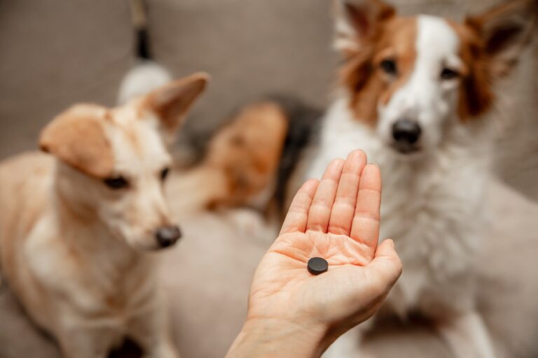 charbon pour chien