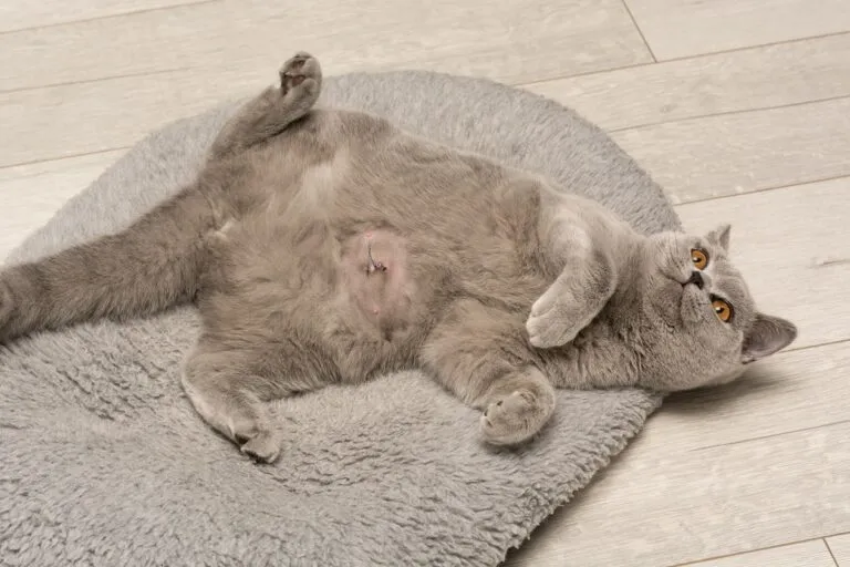 hernie ombilicale chat
