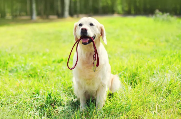 meilleure laisse pour chien