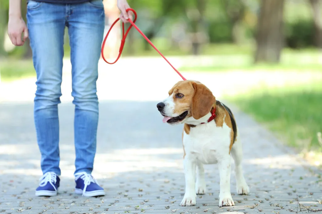 meilleure laisse pour chien qui tire