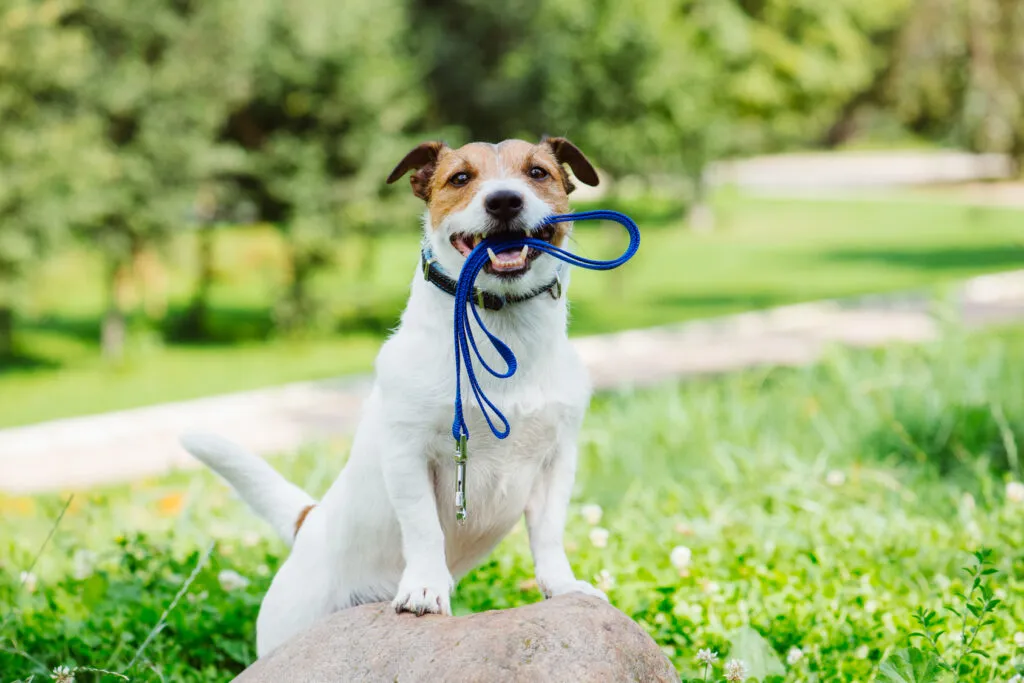 laisse enrouleur pour chien