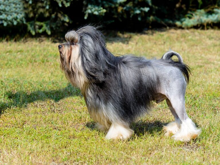 Un petit chien lion dans l’herbe petit chien lion