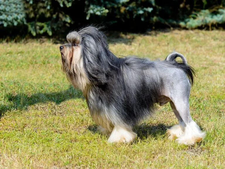 Un petit chien lion dans l’herbe petit chien lion