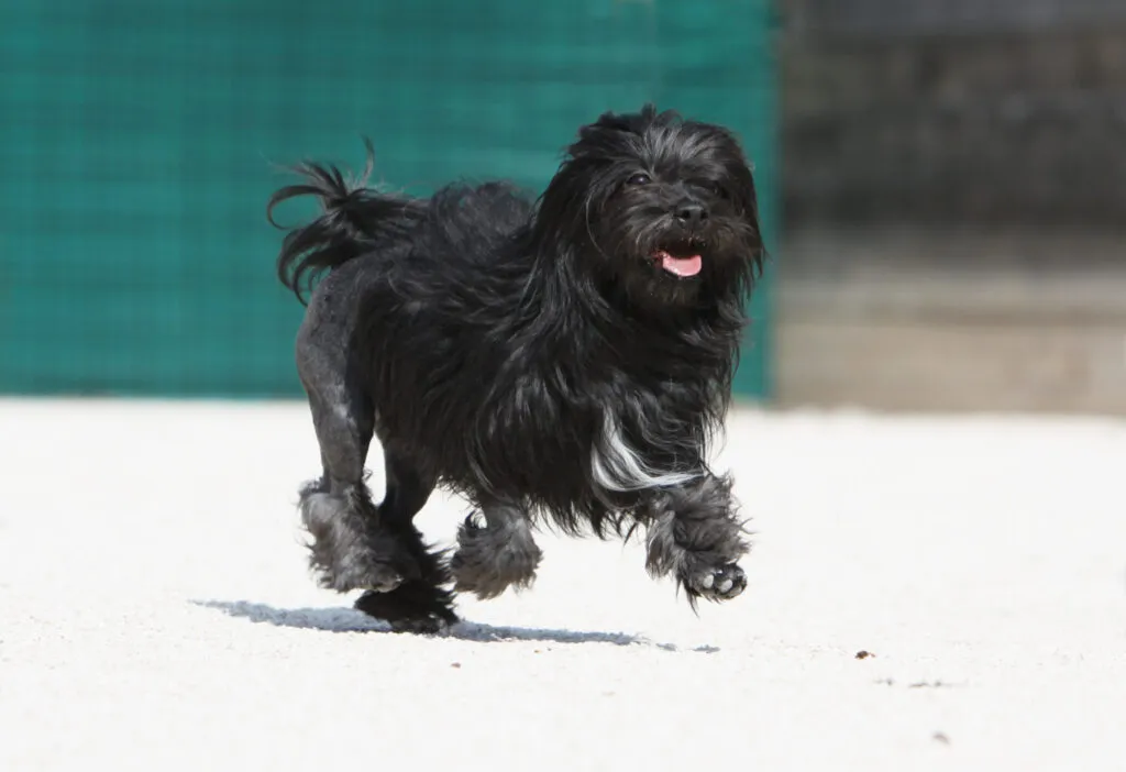 Un Petit Chien Lion qui court petit chien lion noir