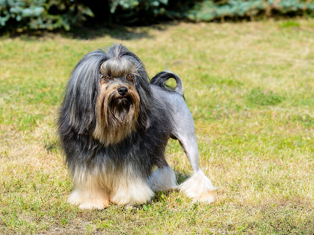 Un petit chien lion sur l’herbe dans un parc bichon petit chien lion