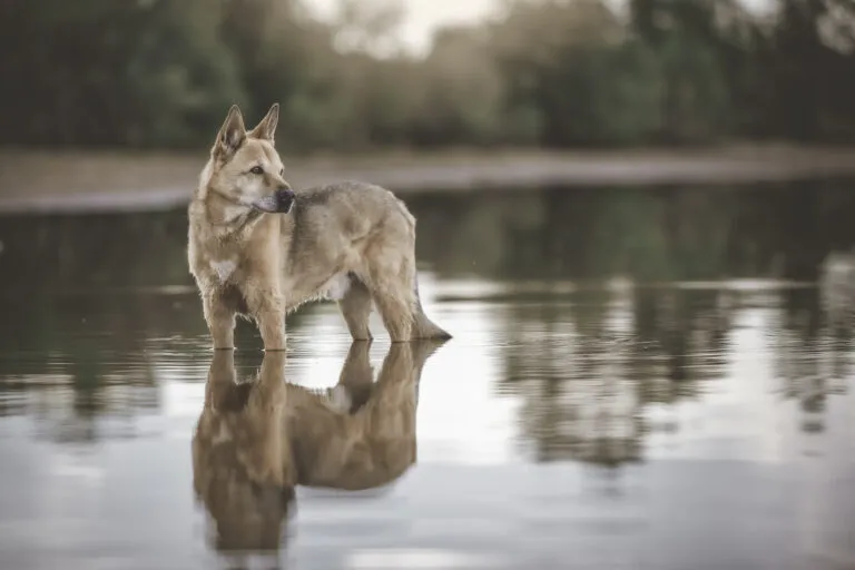 Un chien de Canaan avec les pattes dans l’eau chien de canaan