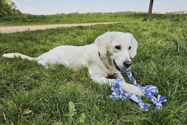 jouet de traction chien