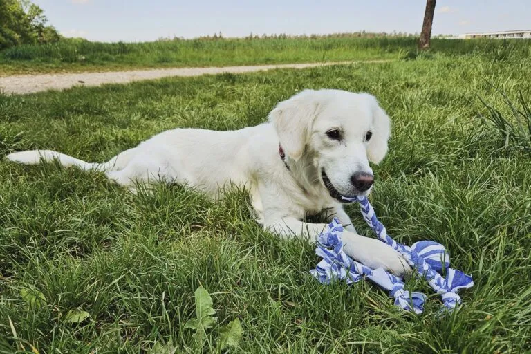 jouet de traction chien