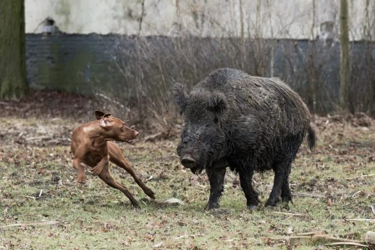 maladie d’Aujeszky chien