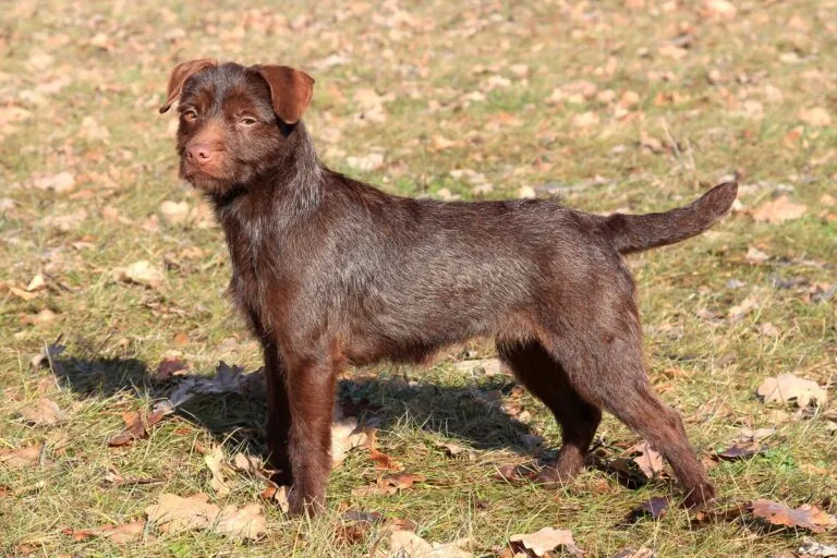 Un Patterdale Terrier de couleur brune à l’extérieur patterdale terrier