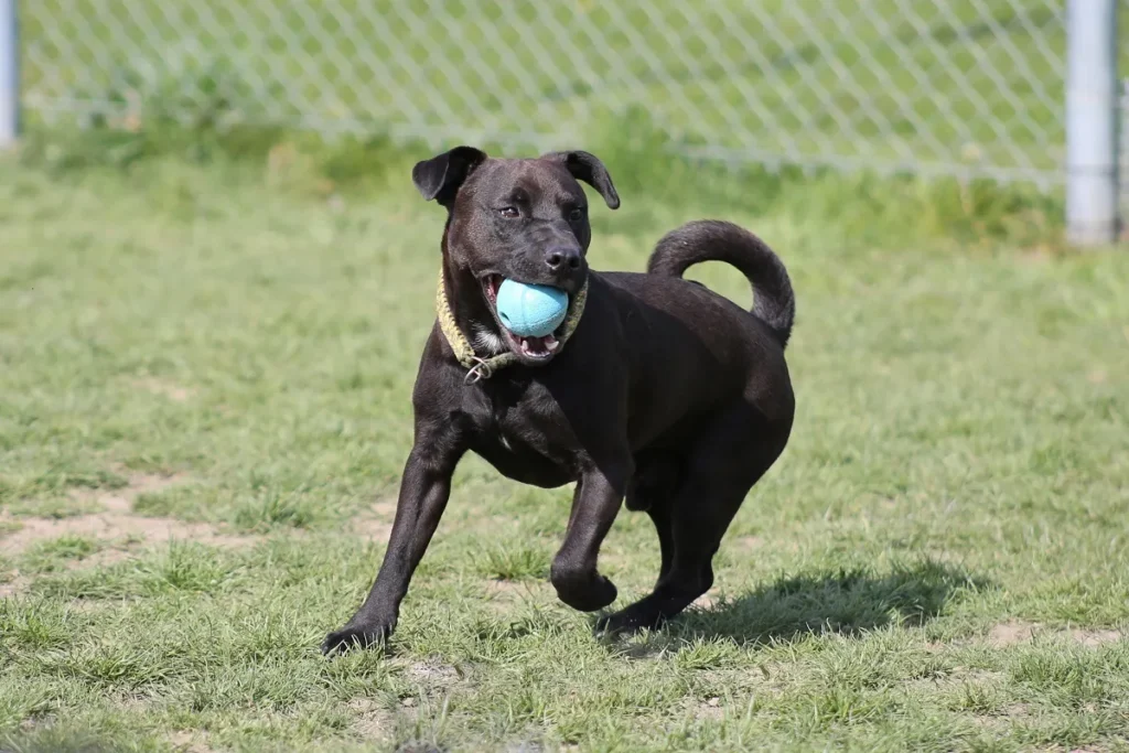 Un Patterdale Terrier jouant avec une balle terrier patterdale