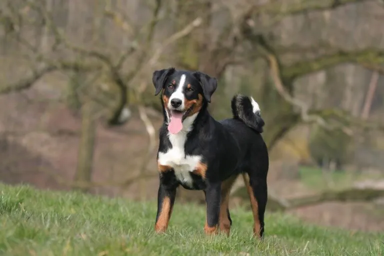 Un bouvier d’Appenzell qui s’amuse dans l’herbe bouvier d'appenzell