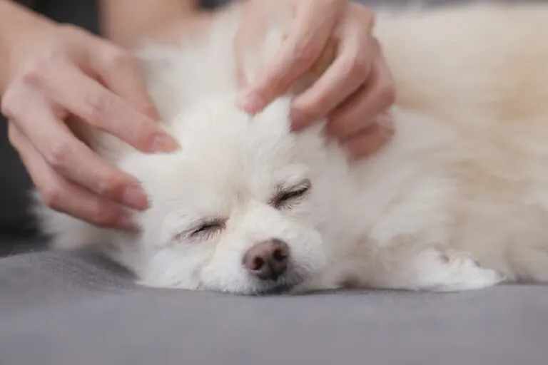 tellington ttouch chien