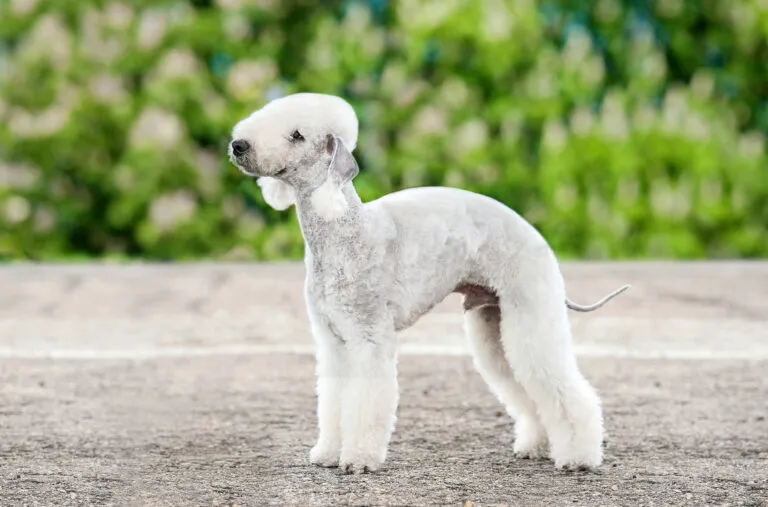 Un joli Bedlington Terrier Bedlington Terrier
