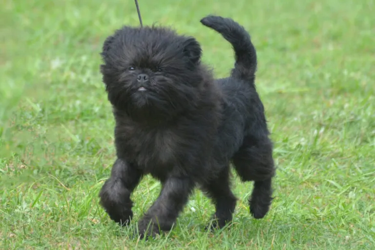 affenpinscher