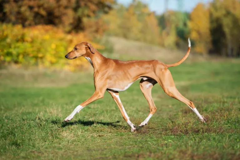Un chien Azawakh dans une praire azawakh