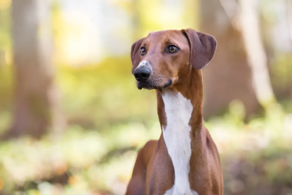 Un Azawakh en forêt azawakh chien