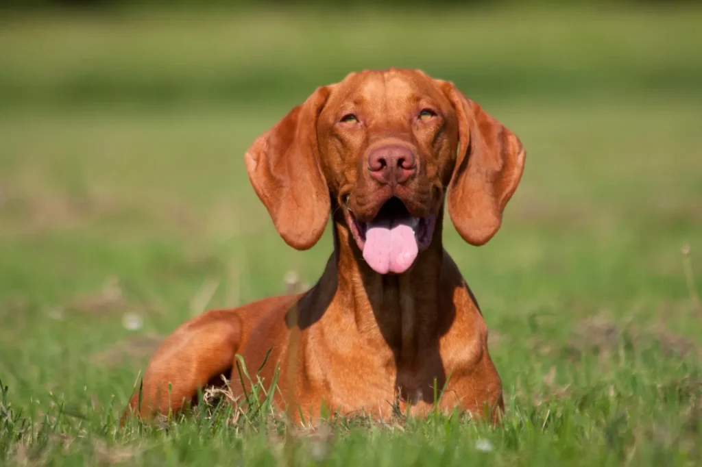 Un chien Magyar Vizsla dans l’herbe magyar vizsla